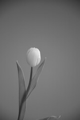 A beautiful black and white close-up of a tulip flower with delicate petals and green leaves, creating a serene atmosphere.