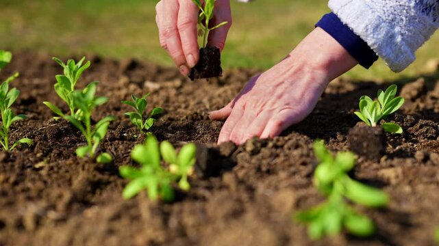 Woman planting young matthiola flower seedlings in soil blocks. Landscaping garden. Hands planting close up slow motion.