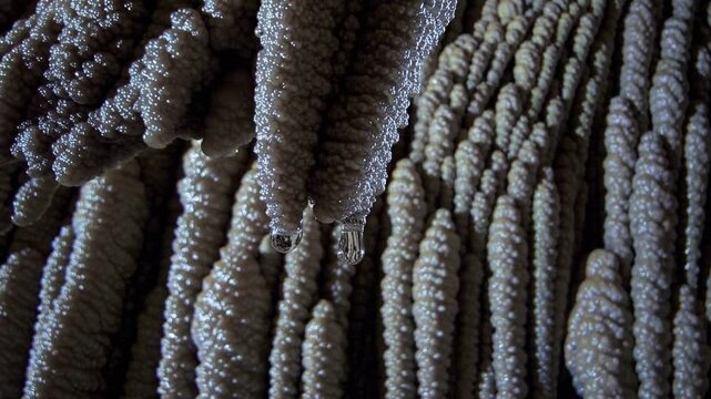 Stunning Close-up of Natural Stalactite Formations in a Cave Environment