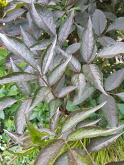 sambucus nigra_Black Elder in summer
