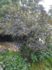 sambucus nigra_Black Elder in summer, full plant