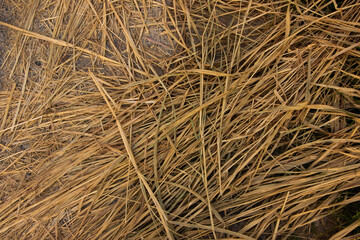 dry grass texture. Straw texture. Straw background