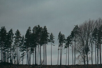 Low angle of trees against cloudy sky