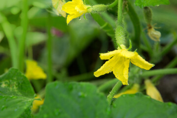 The bush cucumbers hang on the trellis in the garden .