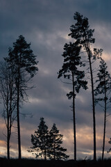 Low angle of trees against cloudy sky