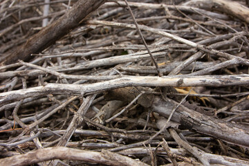 Texture of small tree branches. Pile of wooden branches