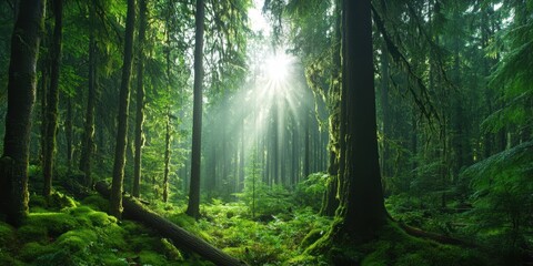 Obraz premium Ancient forest banner