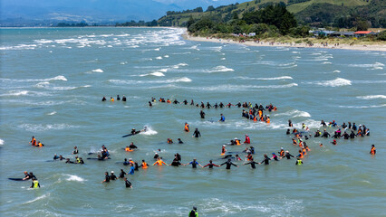 Collingwood, New Zealand - 19 January 2025: Aerial view of whale stranding rescue effort with Project Jonah medics and volunteers along the coastline, Pakawau, Tasman, New Zealand.
