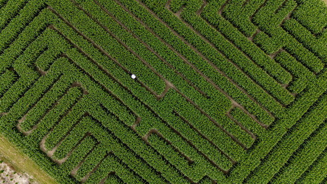 Aerial view of a beautiful green corn maze in a rural landscape, Swannanoa, Canterbury, New Zealand.