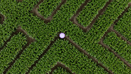 Aerial view of intricate corn maze pattern in a green field, Swannanoa, Canterbury, New Zealand.