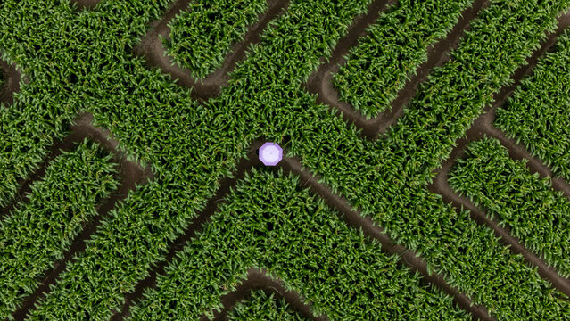 Aerial view of intricate corn maze pattern in a green field, Swannanoa, Canterbury, New Zealand.