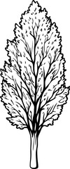 Obraz premium Detailed black and white tree illustration on white background for nature and botanical art