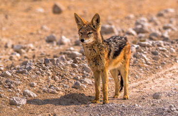 African Jackal, Etosha National Park Namibia
