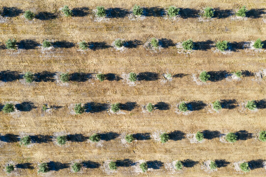 Aerial view of olive tree fields in a beautiful countryside pattern, Priego de Cordoba, provincia de Cordoba, Spain.