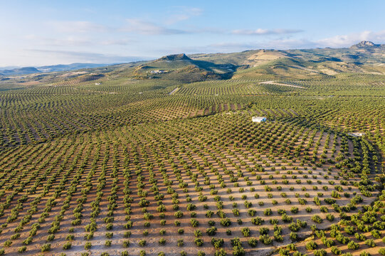Aerial view of olive tree plantation in picturesque farmland, Luque, provincia de Cordoba, Spain.