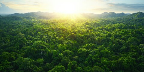 Fototapeta premium Ecological impact wildlife protection concept. Lush green forest landscape with sunlight breaking through the trees.