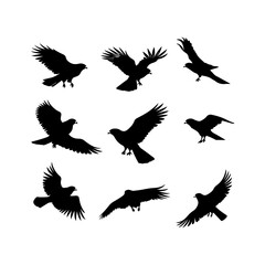 Falcon silhouette on white vector set items