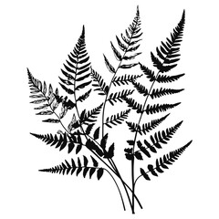 fern leaves sketch illustration
