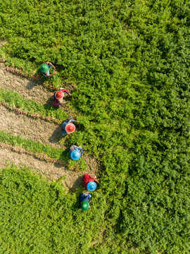 Aerial view of lush agricultural fields with hardworking farmers in hats, Rowail, Dhamrai, Bangladesh.