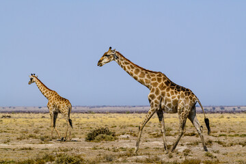 Two walking Giraffes against blue sky, Namibia, Africa