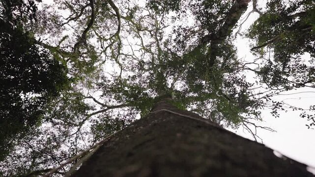Gaze upwards at the trunk of a majestic Timbo tree, with green and brown branches extending towards the sky. The natural beauty of the tree&rsquo;s texture and branches creates a serene, awe-inspiring view.
