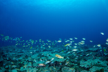 ウケクチイットウダイ　小笠原　東京都