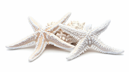 Two starfish, light beige and white, on white background