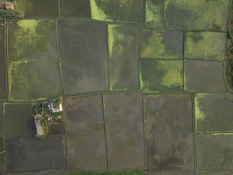 Aerial view of lush green rice fields in a picturesque patchwork pattern, Duptara, Araihazar, Dhaka, Bangladesh.
