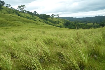 lush meadow in scenery crafts a calm and vast setting enabling one to experience a feeling of serenity and unity with nature  
