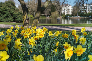 Obraz premium Close-up of yellow flowering daffodils in the spa gardens of Wiesbaden