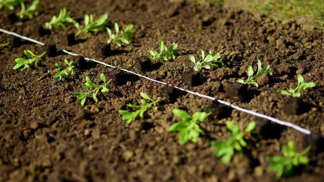 Young matthiola flower seedlings in soil blocks laid out on a flower bed ready for spring planting.
