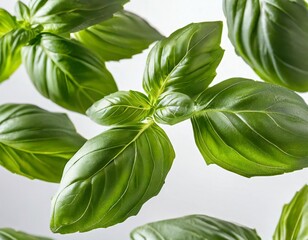 Fototapeta premium Dynamic Shot of Fresh Basil Leaves Floating in Air on White Background