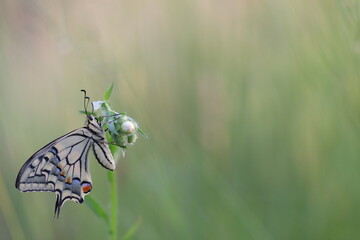 una farfalla macaone su un fiore in estate