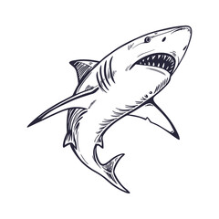 Shark Hand Drawn Style Vector Clipart Isolated Illustration on white background.
