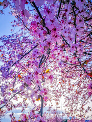 Background with branches with pink flowers of decorative tree