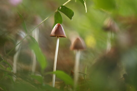 funghi nel boscoo in autunno
