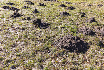 Meadow in early spring with many molehills