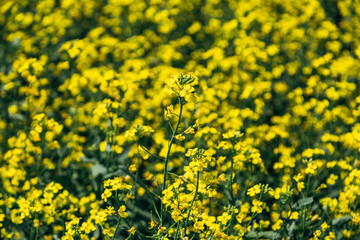 rapeseed field in spring, rapeseed flowers