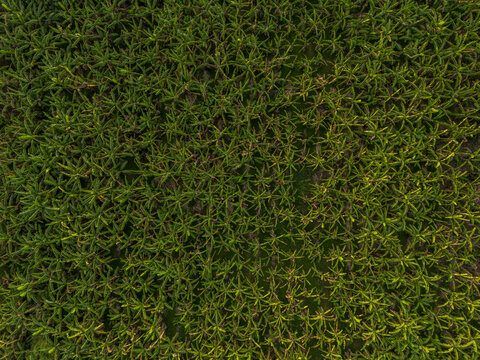 Aerial view of lush green farmland with organic plants and beautiful patterns, Svay Chrum, Khsach Kandal District, Kandal, Cambodia.