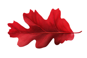 An isolated red oak leaf with distinct lobes and veins displayed against a stark white background image