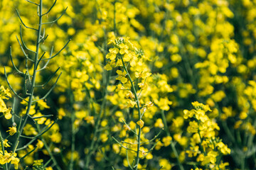rapeseed field in spring, rapeseed flowers