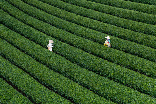 Aerial view of lush tea plantation with farm workers harvesting, Moc Chau, Son La, Vietnam.