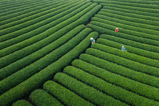 Aerial view of lush tea plantation with vibrant rows and workers in fields, Moc Chau, Son La, Vietnam.