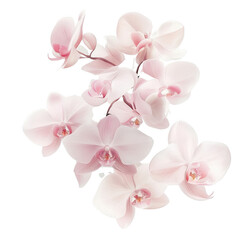 Fototapeta premium Orchid Elegance: A captivating display of delicate orchids with soft pink petals, captured in a stunning composition that celebrates their exquisite beauty