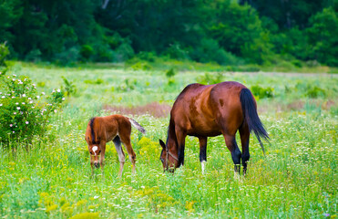 Horses in field at sunset sunrise