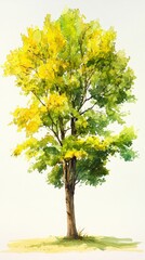 A Watercolor Painting of the Prettiest Kansas Cottonwood Tree on a Bright White Background