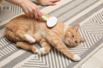 Woman brushing cat's hair on floor, closeup. Pet grooming
