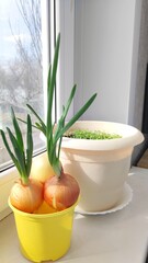 Fototapeta premium vegetable and green seedlings on the window on a sunny day,conscious consumption and a sustainable economy