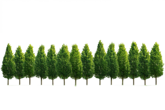 A row of green trees with a white background showcasing a simple nature themed minimalist design element isolated