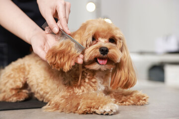 Woman brushing dog's hair with comb indoors, closeup. Pet grooming